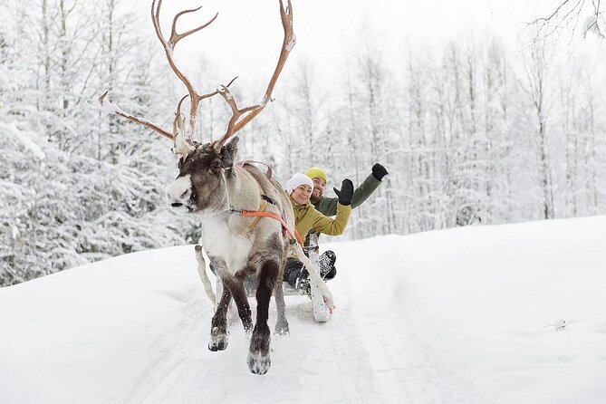 Forest Trail Reindeer Safari - Price and value at about $225.18 per person