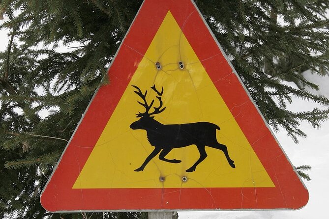 Forest Trail Reindeer Safari - Where to meet in Rovaniemi, and the transport reality check