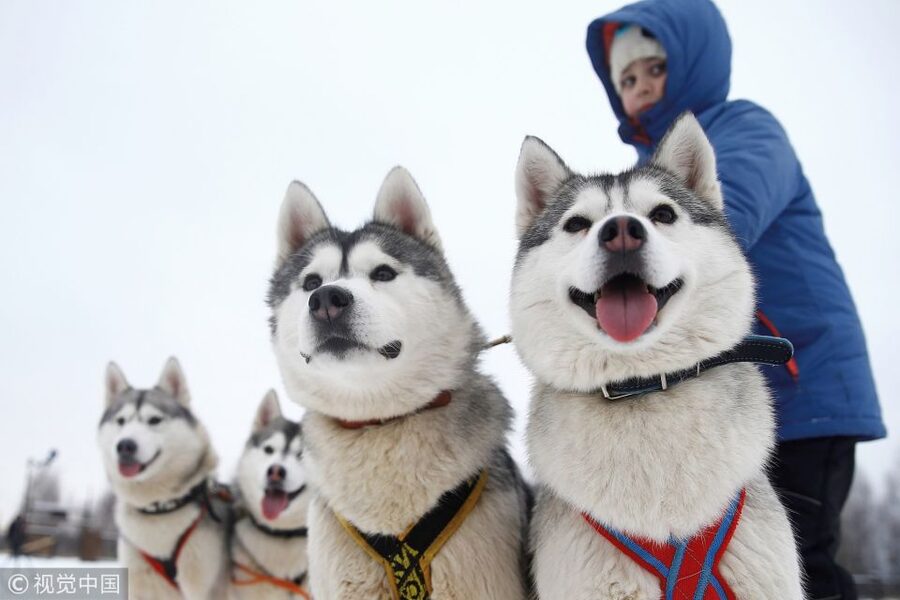 From Rovaniemi: 5km Husky Sleigh Ride - Key Points to Know Before You Go
