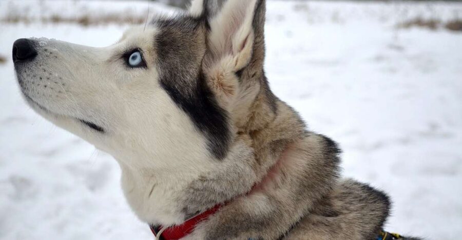 From Rovaniemi: 5km Husky Sleigh Ride - The 5 km Husky Sleigh Ride: Speed You Feel, Wind You Notice
