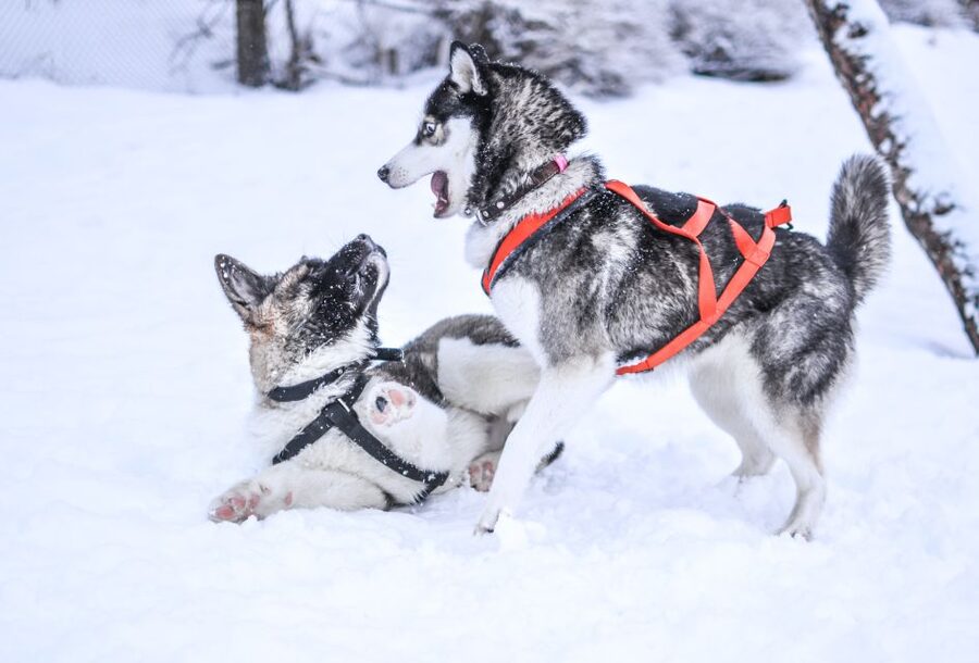 From Rovaniemi: 5km Husky Sleigh Ride - Who This Husky Ride Suits Best (and Who Should Skip)