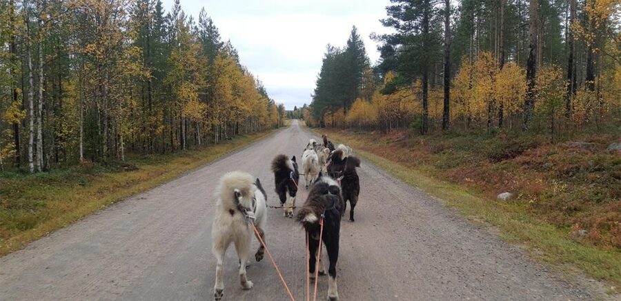 From Rovaniemi: Autumn Husky Safari Adventure - What You’ll Really Notice On This Safari