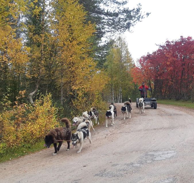 From Rovaniemi: Autumn Husky Safari Adventure - The Husky Ride Through Fall Forest Trails