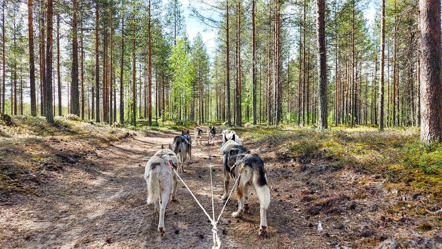 From Rovaniemi: Autumn Husky Safari Adventure - Snack Break: Finnish Comfort While You Warm Up