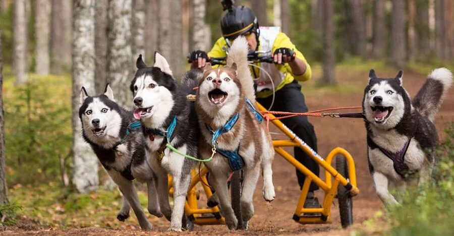 From Rovaniemi: Autumn Husky Safari Adventure - Visiting the Husky Farm: Training, Breeding, and Racing