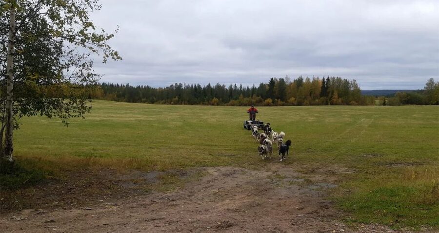 From Rovaniemi: Autumn Husky Safari Adventure - Timing: What a 3-Hour Tour Feels Like in Real Life