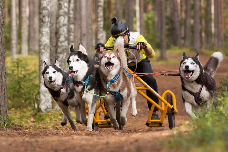 From Rovaniemi: Autumn Husky Safari Adventure - Who This Husky Safari Suits Best