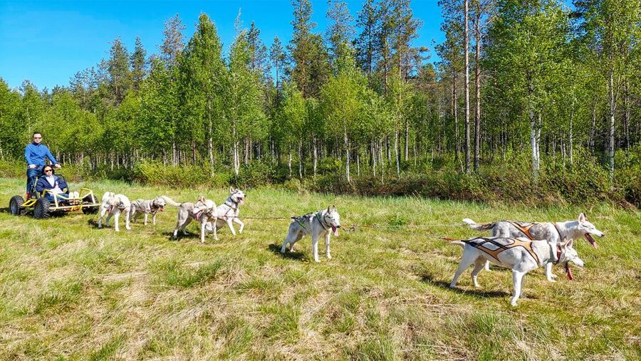 From Rovaniemi: Autumn Husky Safari Adventure - Getting Started: Hotel Pickup and a Real Instruction Session