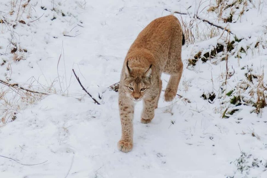 From Rovaniemi: Family Friendly Visit to Ranua Wildlife Park - Key points I’d plan around