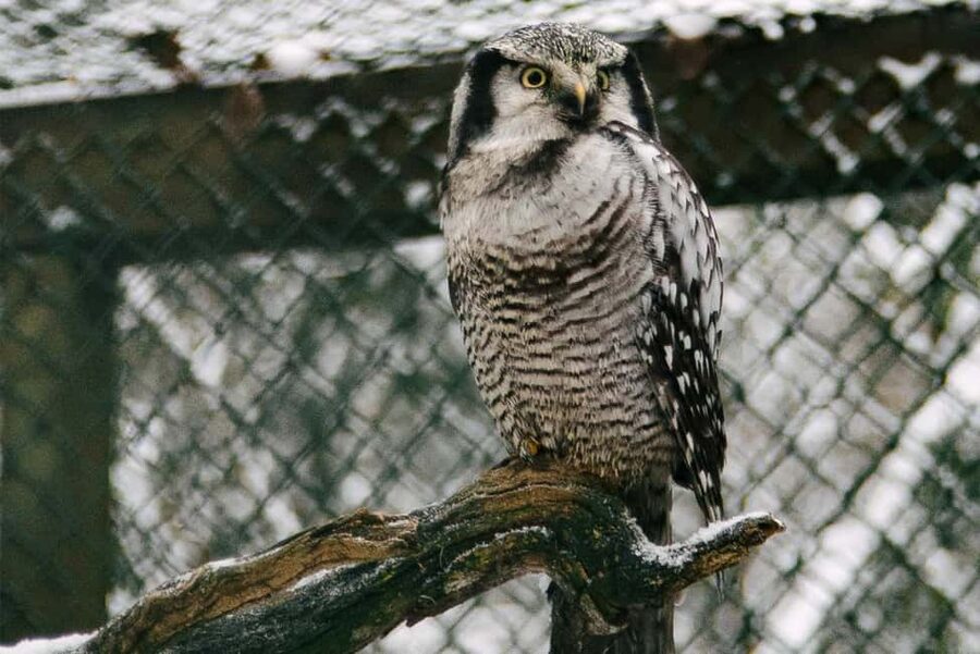 From Rovaniemi: Family Friendly Visit to Ranua Wildlife Park - English and Spanish guiding, and how that affects your experience