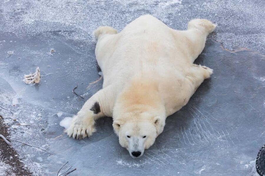From Rovaniemi: Family Friendly Visit to Ranua Wildlife Park - Price and value at about $147 per person