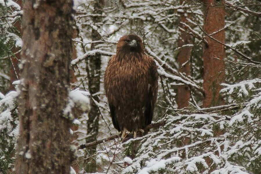 From Rovaniemi: Family Friendly Visit to Ranua Wildlife Park - Timing realities: the van drive takes time, and weather can adjust plans