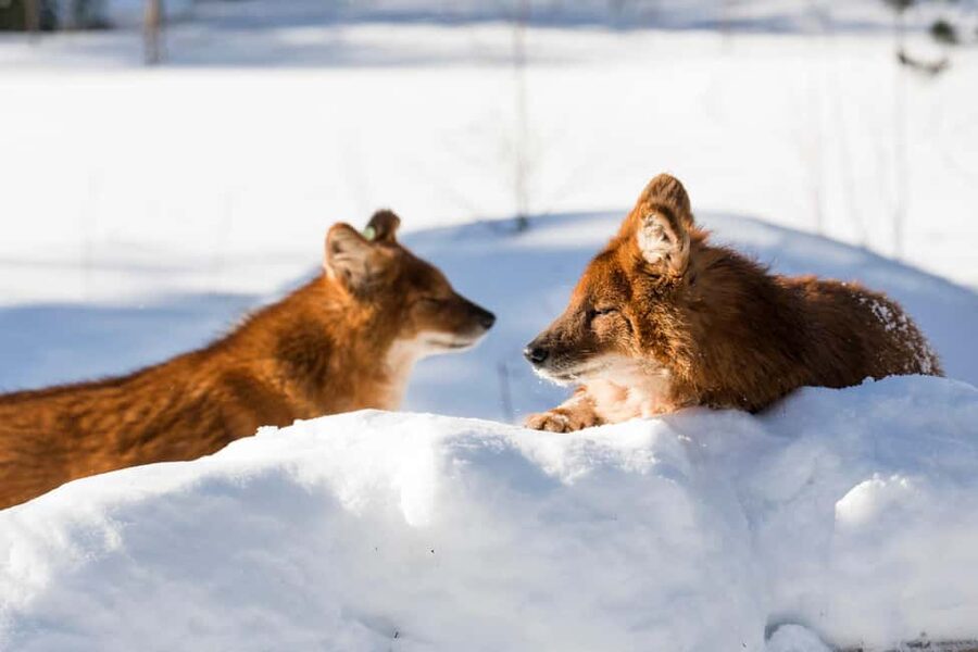 From Rovaniemi: Family Friendly Visit to Ranua Wildlife Park - What to bring for Ranua, and what the tour does not provide