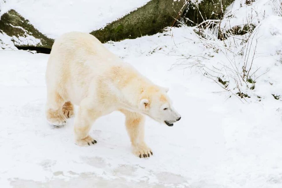 From Rovaniemi: Family Friendly Visit to Ranua Wildlife Park - Pickup, van ride, and why a max of 8 people changes everything