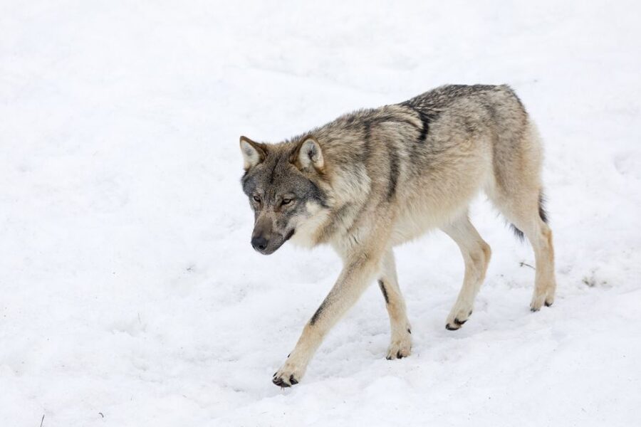 From Rovaniemi: Ranua Wildlife Park Experience - Key highlights at Ranua Wildlife Park from Rovaniemi