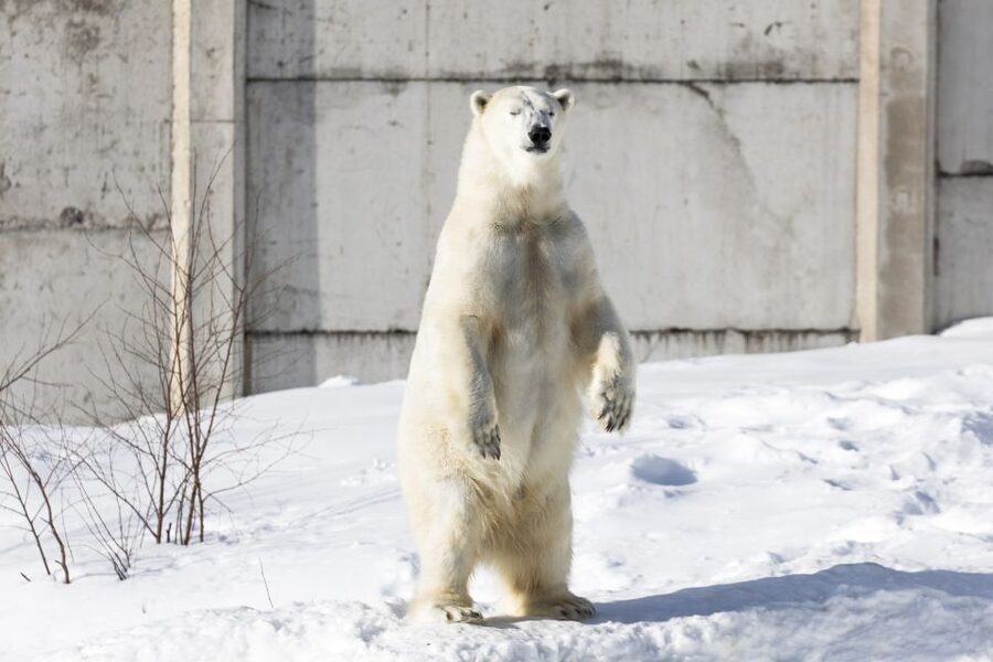 From Rovaniemi: Ranua Wildlife Park Experience - Lunch at Ranua Zoo and the Fazer shopping window