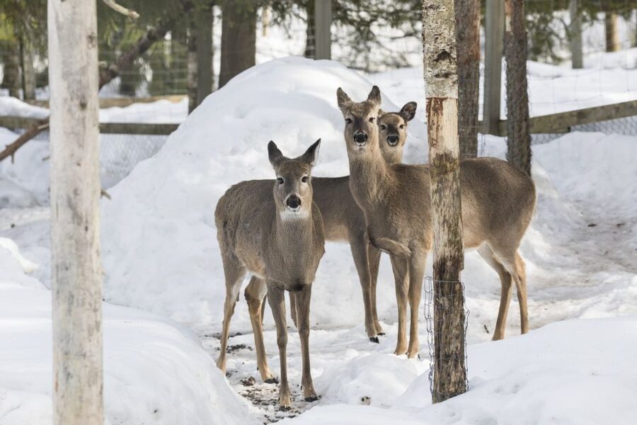 From Rovaniemi: Ranua Wildlife Park Experience - Who should book this Ranua Wildlife Park day trip