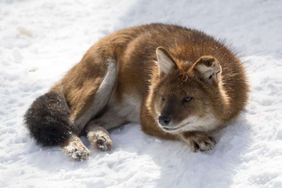From Rovaniemi: Ranua Wildlife Park Experience - Should you book it?