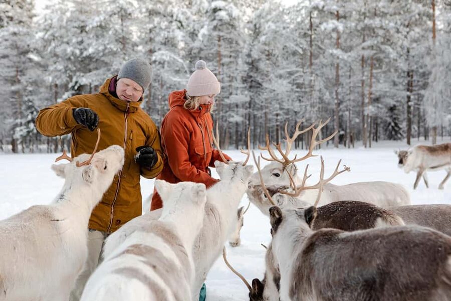 From Rovaniemi: Reindeer Farm Visit with Sleigh Ride - The sleigh ride you will actually remember: 400 to 500 meters