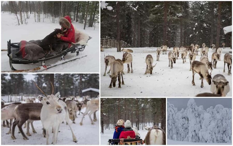 From Rovaniemi: Reindeer Farm Visit with Sleigh Ride - Cozy kota hut warmth: stories, Sámi context, and included snacks