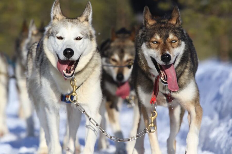 From Rovaniemi: Self-Driven 10km Husky Sled Ride - Why a Self-Driven 10 km Husky Ride Feels Different