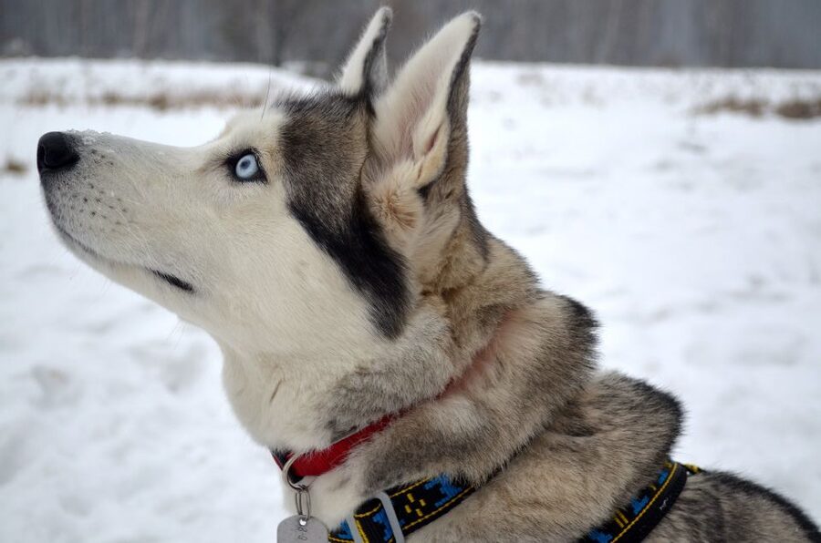 From Rovaniemi: Self-Driven 10km Husky Sled Ride - Price and Value at $353 Per Person: What You’re Actually Buying