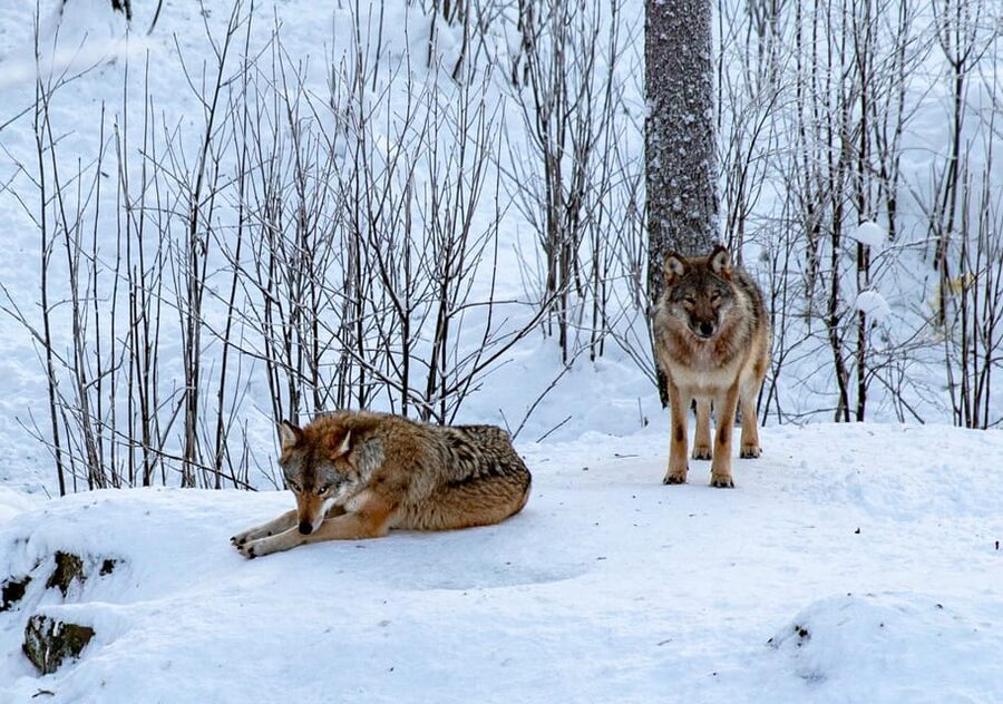From Rovaniemi: Tour to Ranua Wildlife Park - Rovaniemi to Ranua by comfortable van, without the headache
