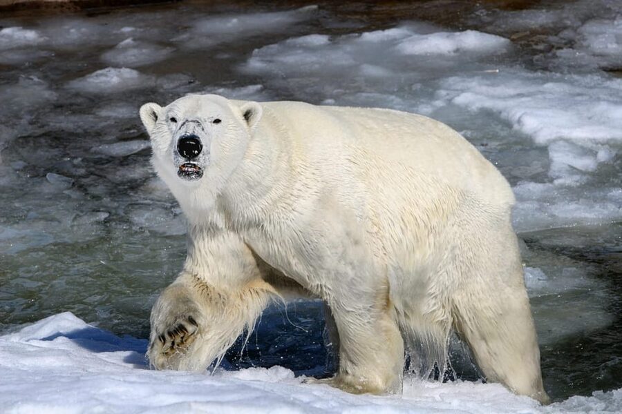 From Rovaniemi: Tour to Ranua Wildlife Park - Polar bears and the rest of the Arctic collection