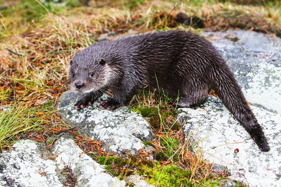 From Rovaniemi: Tour to Ranua Wildlife Park - Who should book this Ranua day trip