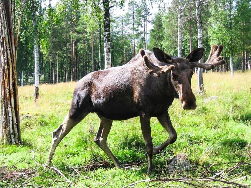 From Rovaniemi: Visit Wildlife Park in Ranua - Key highlights you’ll remember