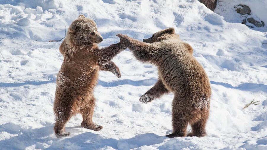 From Rovaniemi: Visit Wildlife Park in Ranua - Inside the park: polar bears, Arctic foxes, wolverines, and lynx