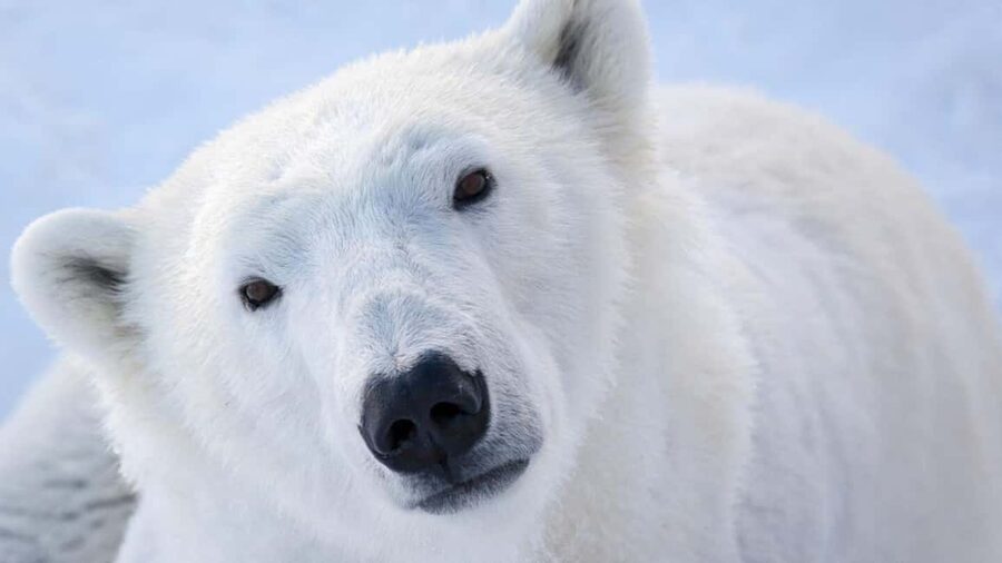 From Rovaniemi: Visit Wildlife Park in Ranua - The snowy forest walk: where the experience turns from viewing to feeling
