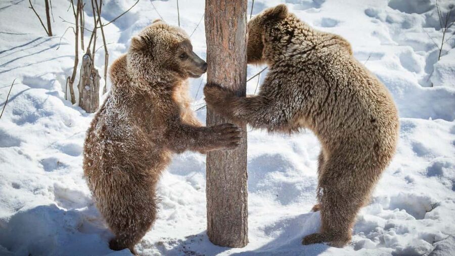 From Rovaniemi: Visit Wildlife Park in Ranua - Lunch, snacks, and souvenirs on the way back