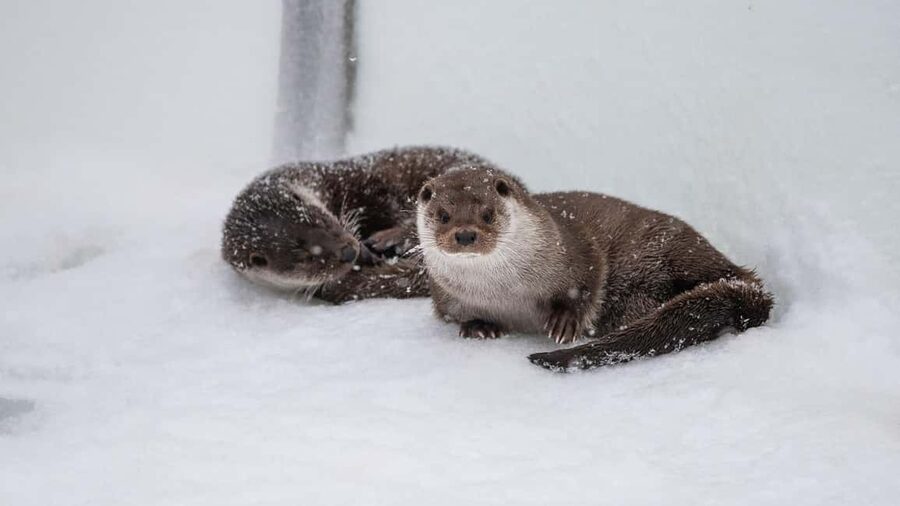 From Rovaniemi: Visit Wildlife Park in Ranua - Tips to get the most out of your Ranua day