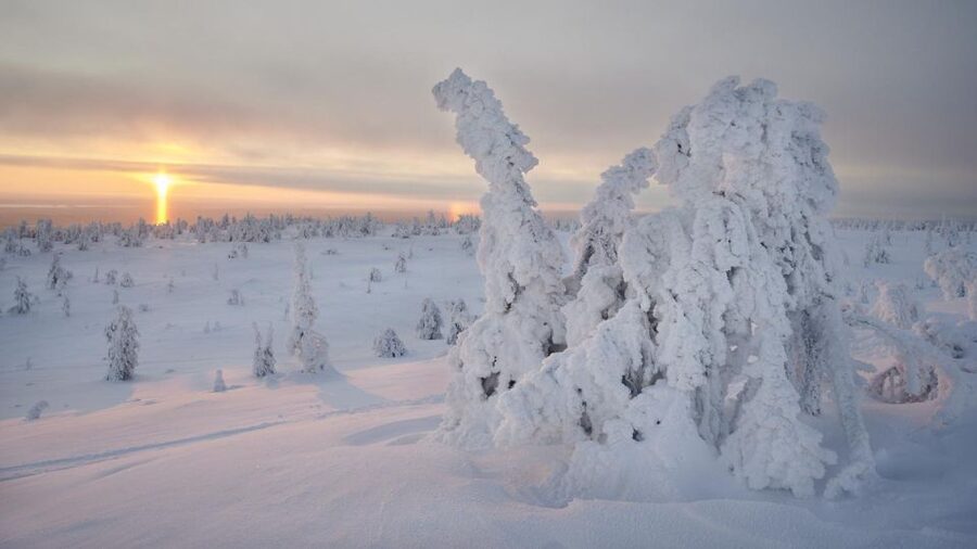 From Rovaniemi: Winter Wonderland Hike with a Hot Drink - Warmth and Energy: Hot Drink and Cookies Mid-Walk