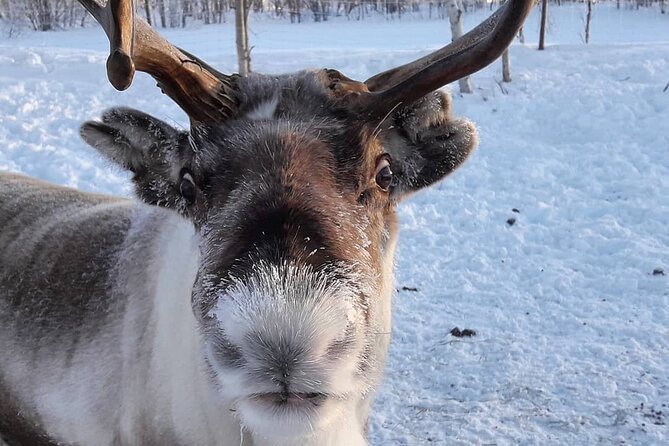From Saariselkä: Ice Fishing Tour to Lake Inari, reindeers &lunch - 5 hours in practice: pacing, group size, and who it fits