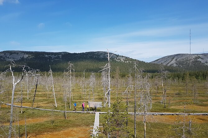 Guided easy hike in Finland deepest gorge in Pyhä-Luosto National Park - What the guide teaches: geology that makes sense on foot