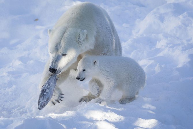 Guided Ranua Wildlife Park tour with Lunch, Small group adventure - Lunch buffet in the Arctic: warm food, simple timing, and included drinks