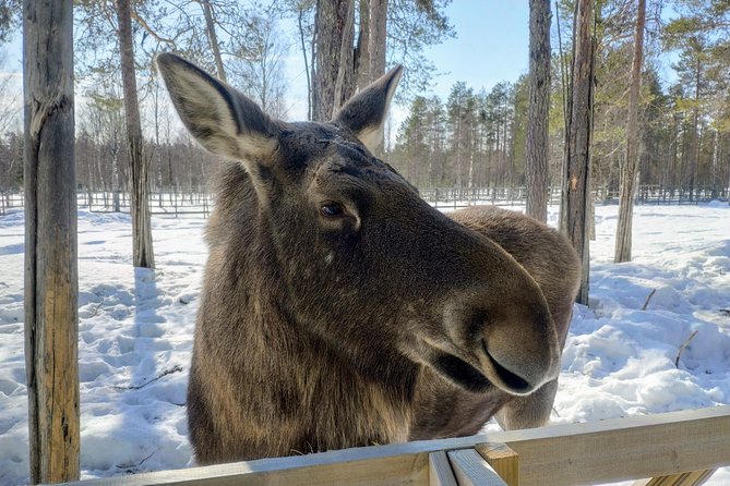 Guided Ranua Wildlife Park tour with Lunch, Small group adventure - Price and value: what $174.21 buys you in Rovaniemi