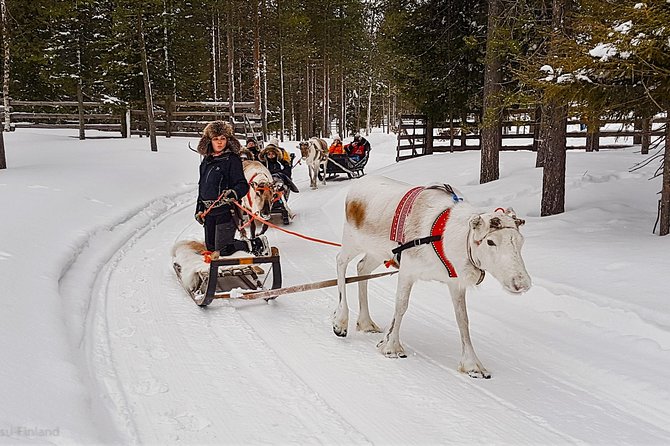 Guided reindeer farm visit and one hour sledge safari - Why This Reindeer Sledge Safari Feels Like Real Lapland Time
