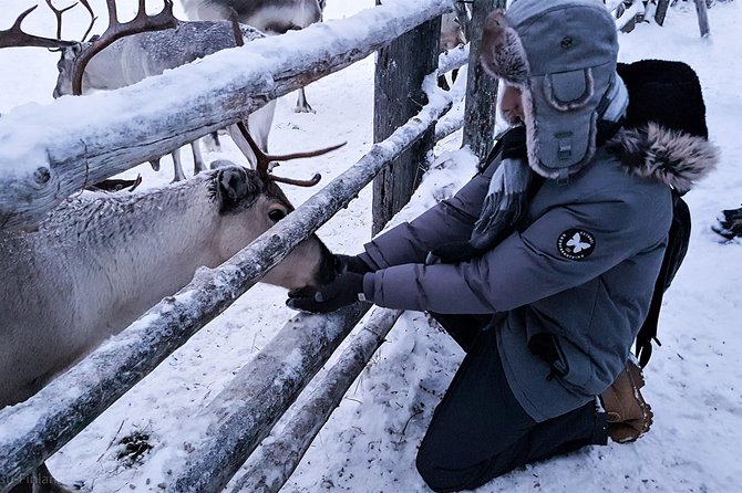 Guided reindeer farm visit and one hour sledge safari - Luosto and Pyhatunturi: Why the Route Details Matter