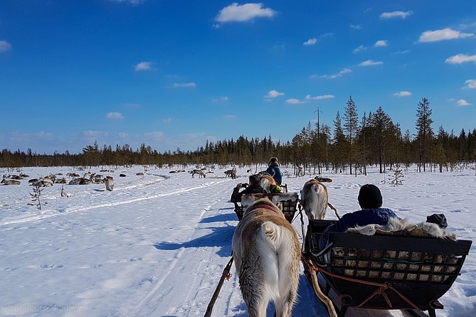 Guided reindeer farm visit and one hour sledge safari - The Cold Reality: How to Stay Comfortable on a Seated Winter Safari