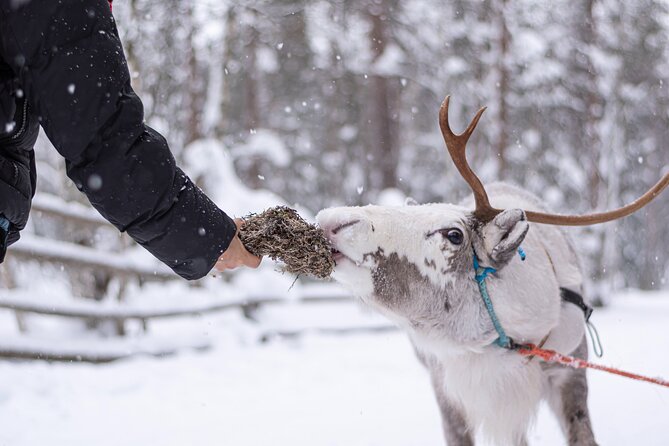 Half-Day Experience in Local reindeer farm in Lapland - Key Highlights You Should Care About