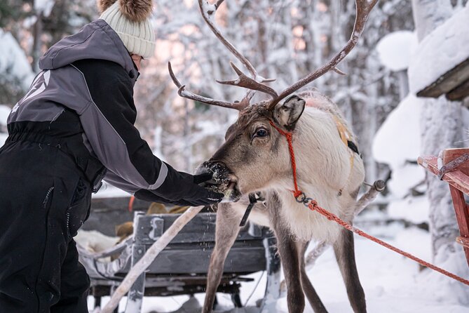 Half-Day Experience in Local reindeer farm in Lapland - Feeding the Reindeer and Learning Herding Stories Up Close