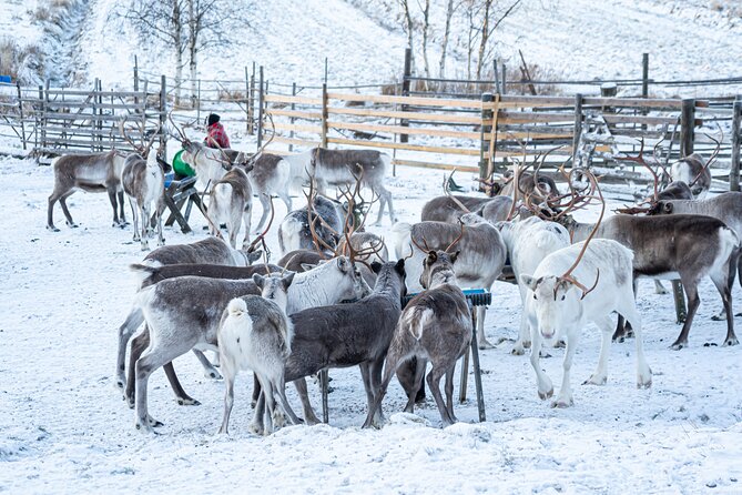 Half-Day Experience in Local reindeer farm in Lapland - Warm Snacks, Hot Drinks, and a Cozier Hut Break