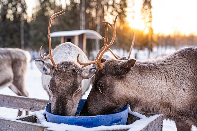 Half-Day Experience in Local reindeer farm in Lapland - Professional Edited Photos, Access Code, and What That Means for You