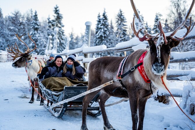 Half-Day Experience in Local reindeer farm in Lapland - Price and Logistics: Does $205.15 Feel Like Good Value?