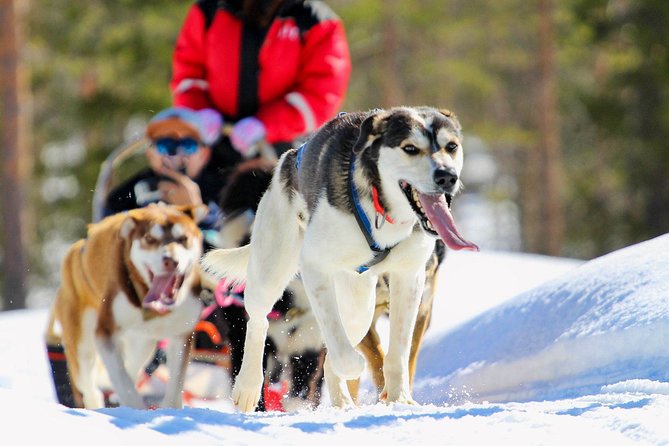 Half-Day Husky Safari and Salmon Ice Fishing Experience - Key highlights worth your early attention