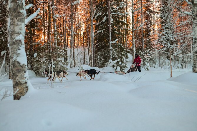 Half-Day Husky Safari and Salmon Ice Fishing Experience - When the fish show up, you get to choose the outcome