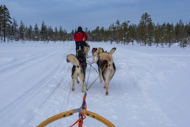 Half-Day Husky Safari and Salmon Ice Fishing Experience - Price and value: what you get for $264.91 per person